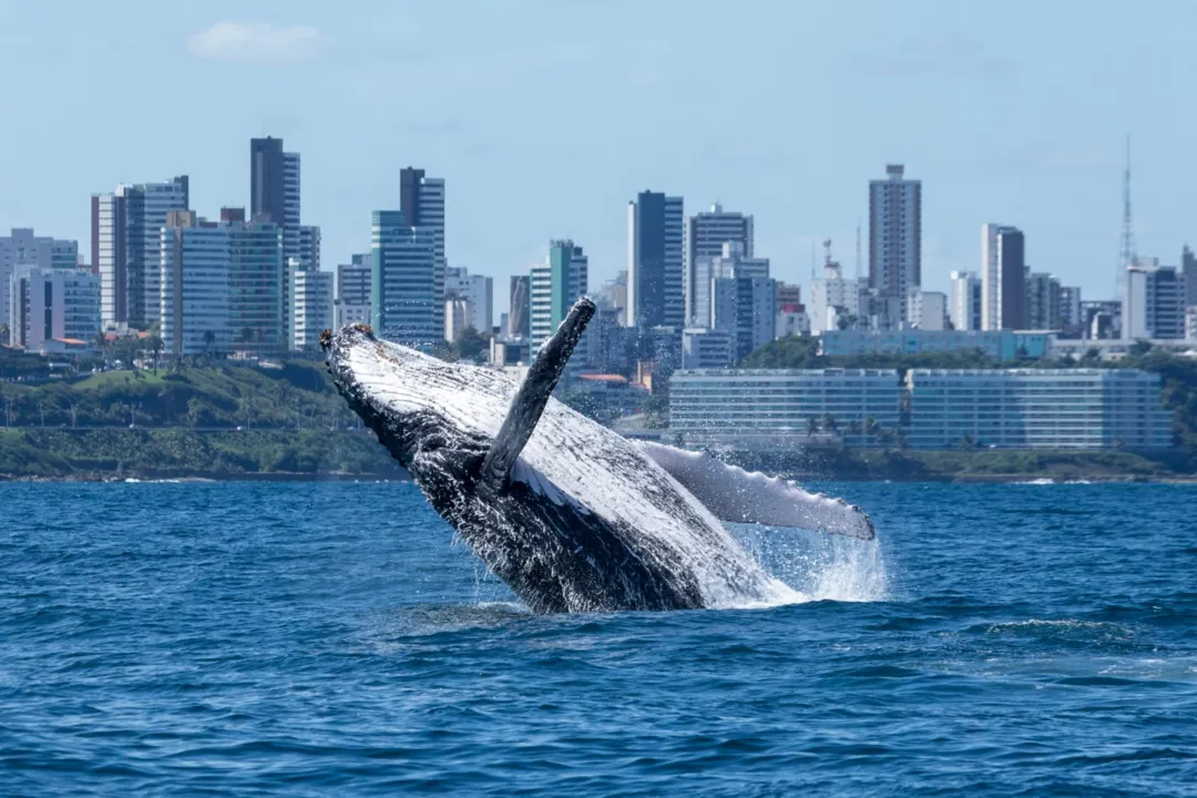 A Bahia é uma das regiões mais populares para avistar as Baleias Jubarte