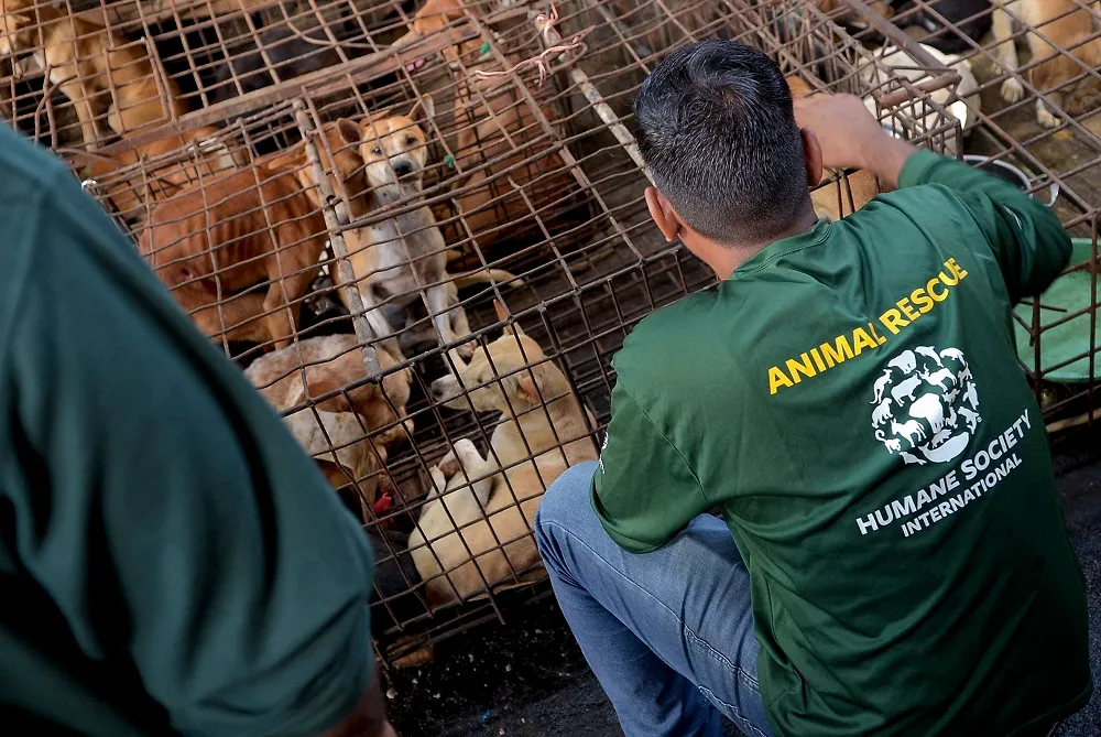 Imagem ilustrativa da imagem Tradicional mercado na Indonésia proíbe venda de carne de cães e gatos