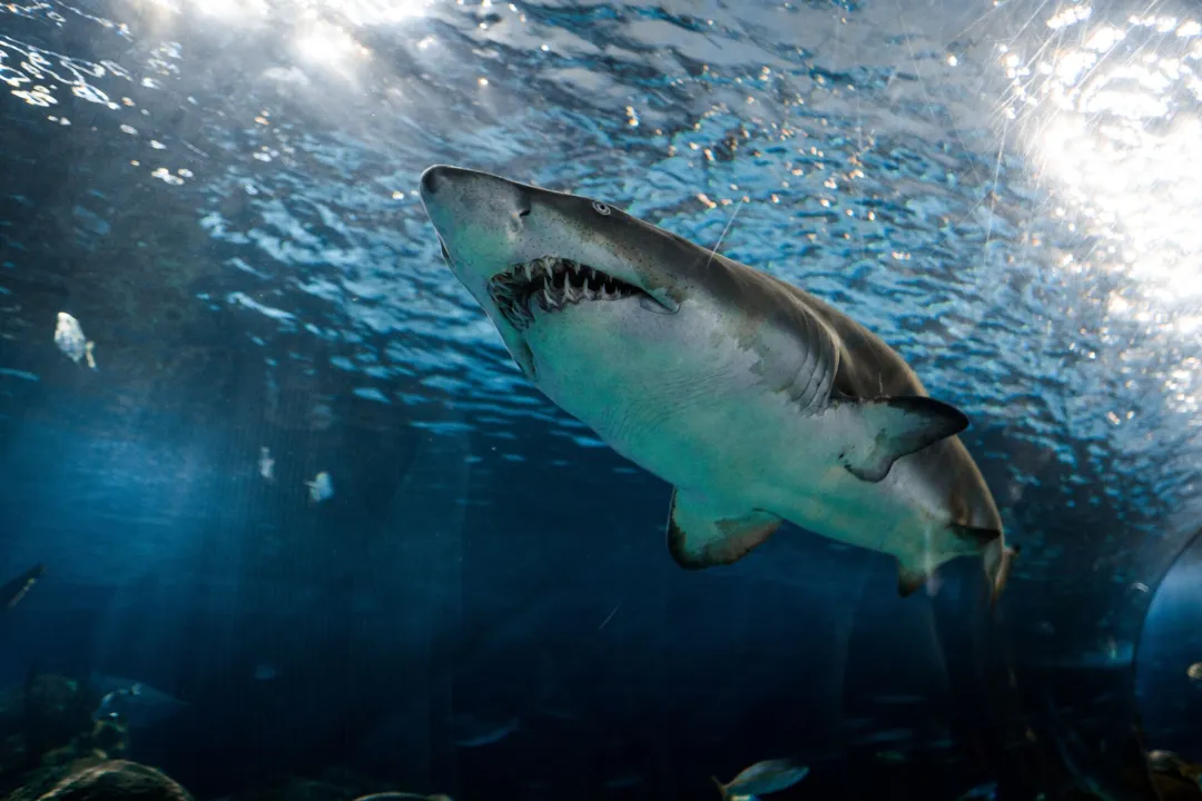 Imagem ilustrativa da imagem Tubarões estão viciados em cocaína jogada no mar por traficantes
