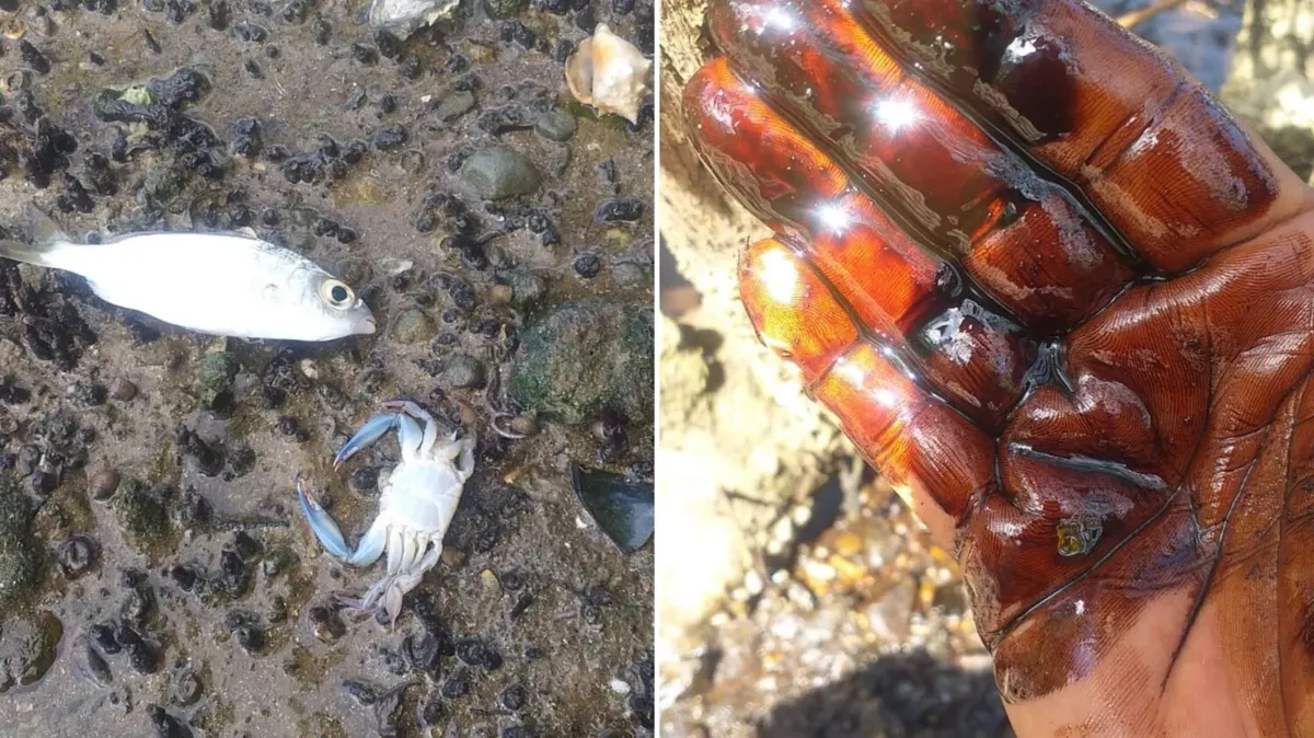 Impacto ambiental do vazamento preocupa os pescadores