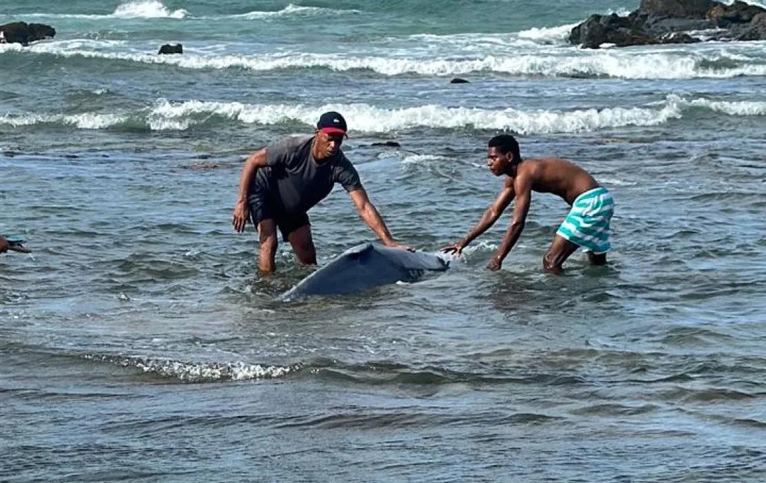 Imagem ilustrativa da imagem Vídeo: filhote de baleia encalha na praia de Itapuã