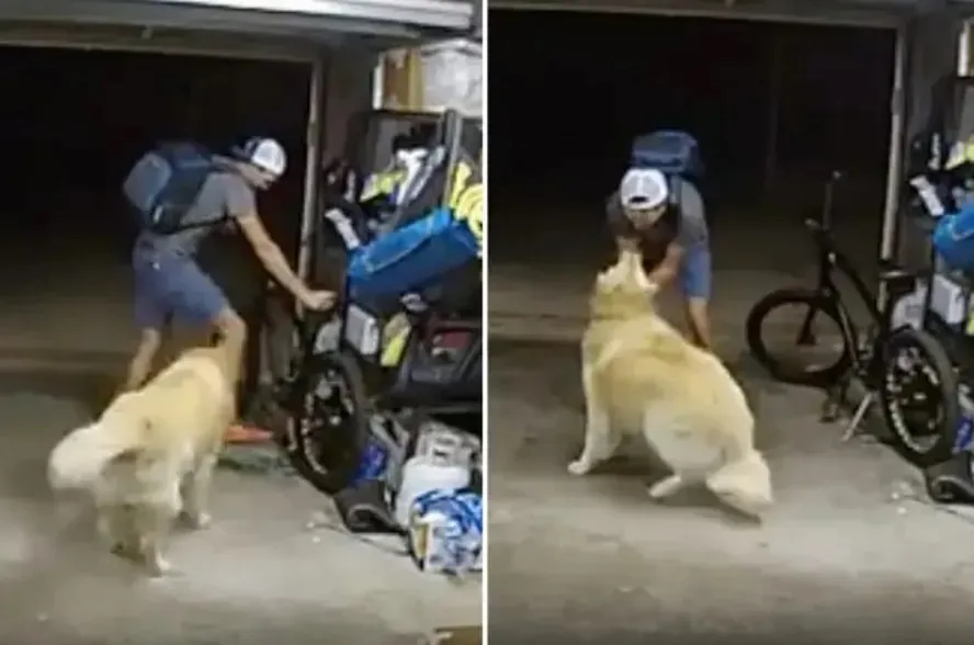 Cachorro recebeu carinho de criminoso nos Estados Unidos