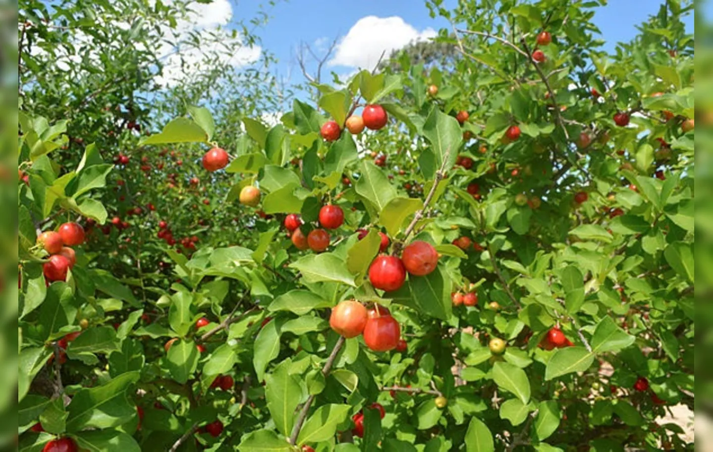 Acerola é uma das frutas cultivadas pelos fruticultores do Sertão Produtivo e que serão processadas para virar polpas, doces e geleias