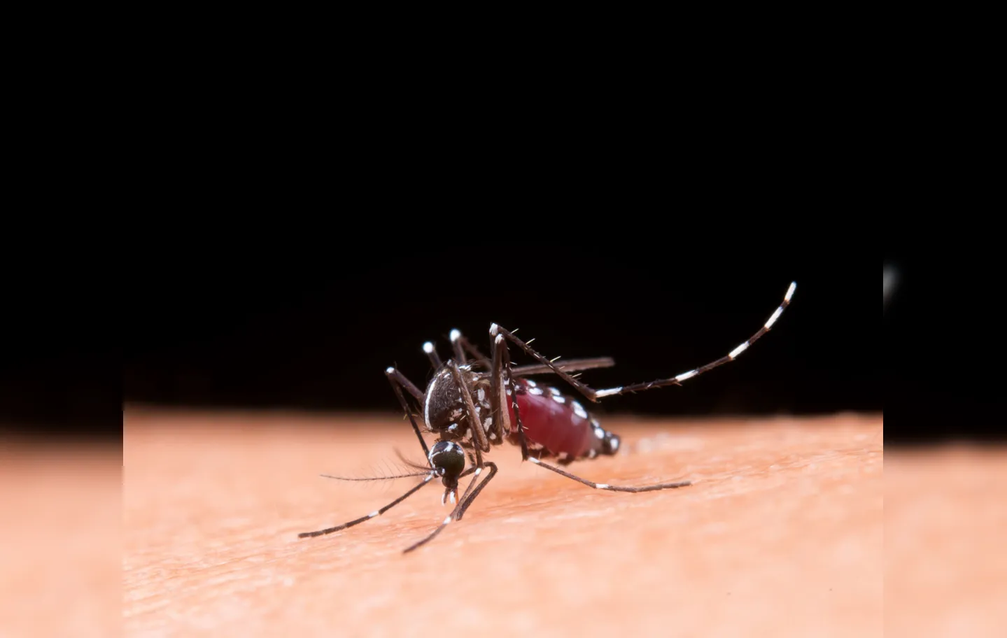 Município entrou, nesta sexta-feira, 21, em estado de alerta epidemiológico máximo, por causa dos casos da dengue, de acordo com decreto assinado pelo prefeito Colbert Martins Filho (MDB)