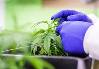 Criada comissão para definir regras de fornecimento do canabidiol imagem