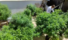 Imagem ilustrativa da imagem Anvisa proíbe importação de cannabis in natura e partes da planta