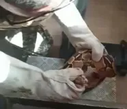 Imagem ilustrativa da imagem Vídeo: jiboia é resgatada dentro de aparelho de musculação em academia