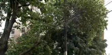 Imagem ilustrativa da imagem Árvore cai e interdita via em Ondina