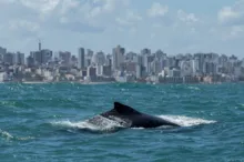 Imagem ilustrativa da imagem Baleias jubarte retornam ao litoral baiano com início de temporada