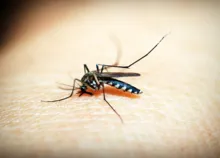 Imagem ilustrativa da imagem Brasil é o mais afetado pelo surto de dengue nas Américas, diz OMS