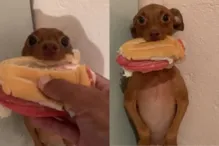 Imagem ilustrativa da imagem Cachorro viraliza ao furtar pão com mortadela do dono: "solta"; vídeo