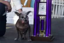 Imagem ilustrativa da imagem Cão com patas deformadas é eleito o Mais Feio do Mundo de 2023