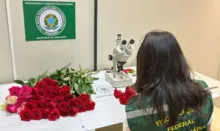 Imagem ilustrativa da imagem Dia dos Namorados terá reforço de 50 toneladas de rosas colombianas