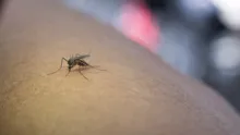 Imagem ilustrativa da imagem Feira de Santana confirma terceira morte por dengue grave