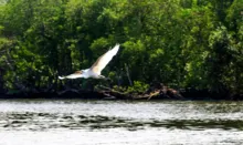 Imagem ilustrativa da imagem Gripe aviária: Espírito Santo proíbe turistas em ilhas de Vitória