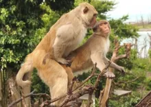 Imagem ilustrativa da imagem Macacos machos de ilha fazem mais sexo entre si do que com fêmeas