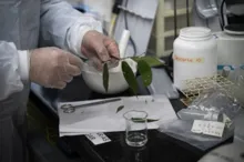 Imagem ilustrativa da imagem Medicar sem 'chapar': planta parecida com cannabis gera esperança