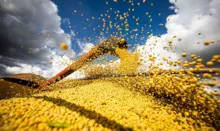 Imagem ilustrativa da imagem Produção de grãos chegará a 390 milhões de toneladas em 10 anos