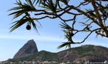 Imagem ilustrativa da imagem Rio de Janeiro: Justiça paralisa obras da tirolesa do Pão de Açúcar