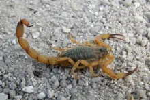 Imagem ilustrativa da imagem Sesab emite alerta sobre período de reprodução dos escorpiões