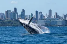 Imagem ilustrativa da imagem Temporada das Baleias Jubarte impulsiona turismo de observação