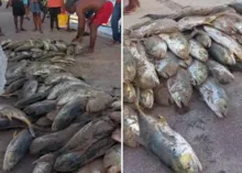 Imagem ilustrativa da imagem Vídeo: fartura de peixes na praia da Sereia em Itapuã