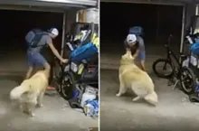 Imagem ilustrativa da imagem Vídeo: ladrão 'pausa' furto de bicicleta para fazer carinho em cão