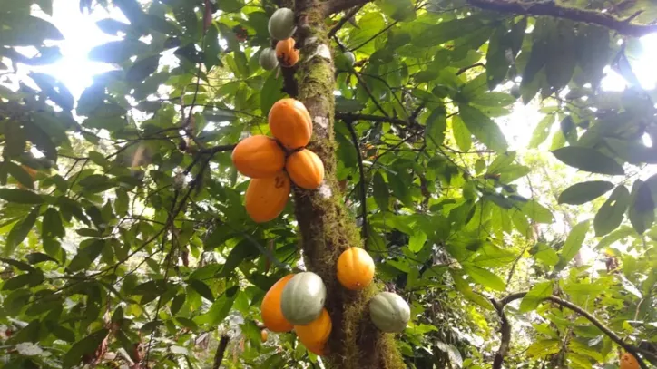 Os produtores baianos comemoram o reconhecimento de 100% de qualidade