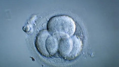 Cientistas criam primeiro embrião humano em laboratório