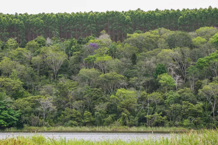 Eucalipto e Mata atlântica em florestas plantadas