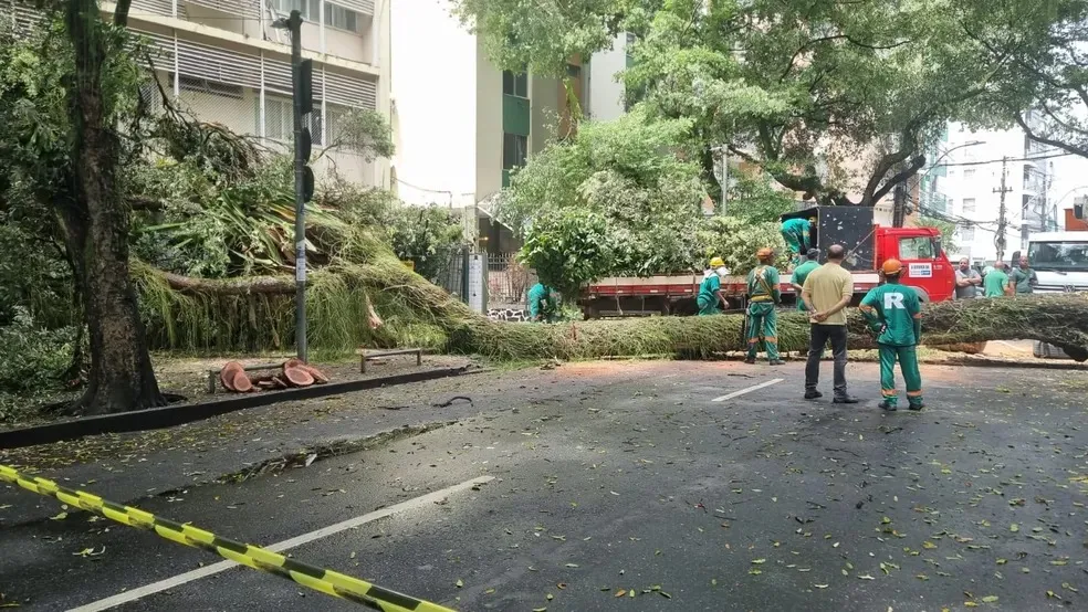 Queda de árvore de grande porte provoca mudanças no trânsito em Salvador