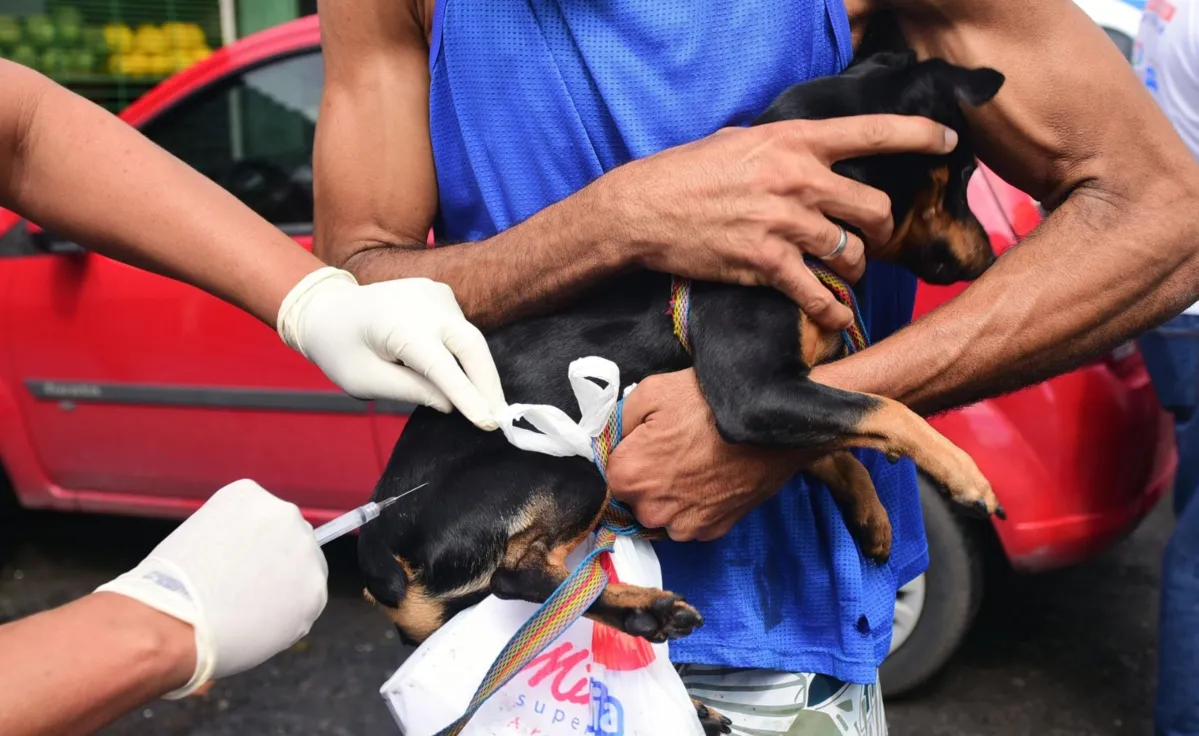 O objetivo da prefeitura de Salvador é atingir 249 mil animais vacinados