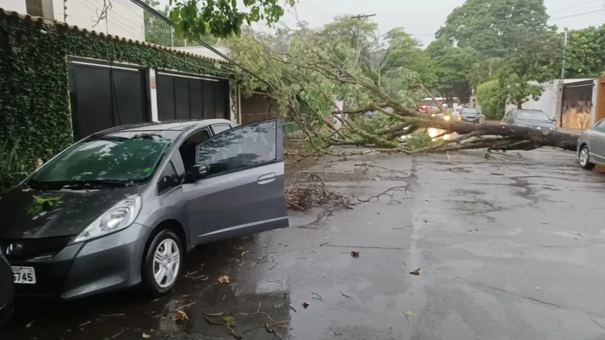 Capital paulista registrou mais de 300 quedas de árvores sobre a rede elétrica