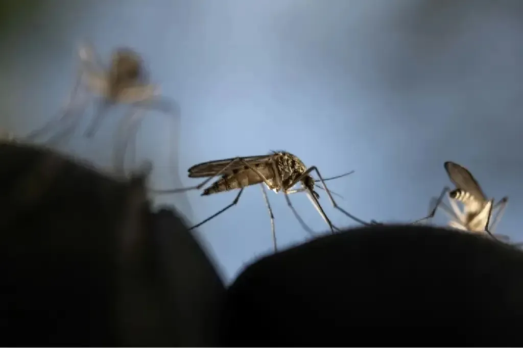 Malária é causada por um parasita minúsculo do gênero Plasmodium