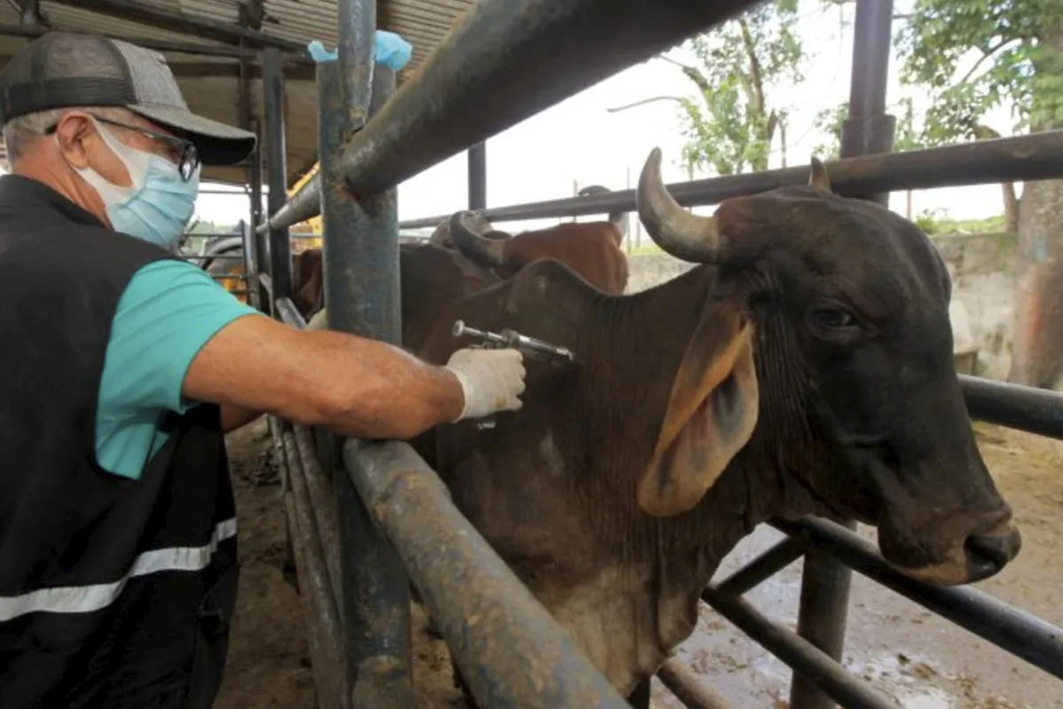 A proposta do texto é fazer com que itens de origem animal produzidos por pequenos agricultores e pela agricultura familiar