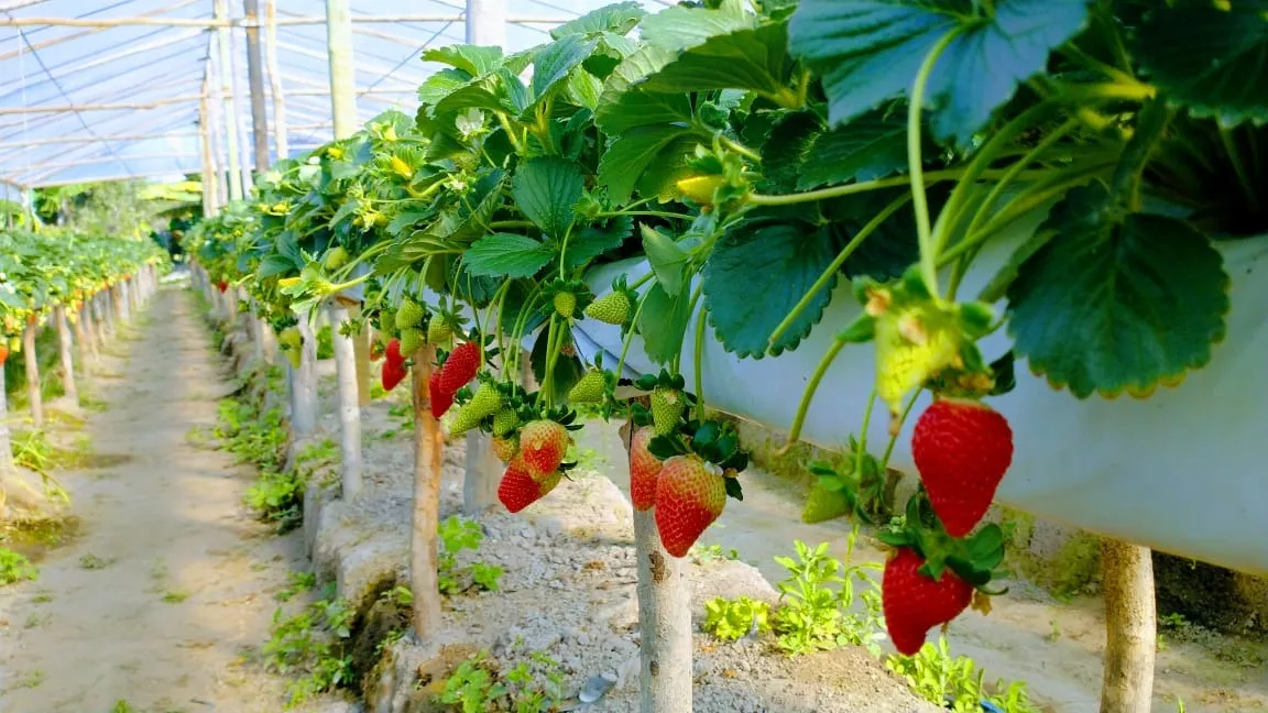 O projeto conta com o apoio da Universidade Estadual do Sudoeste da Bahia (Uesb), do Programa de Pós-Graduação em Agronomia e da Fundação de Amparo à Pesquisa do Estado da Bahia (Fapesb)