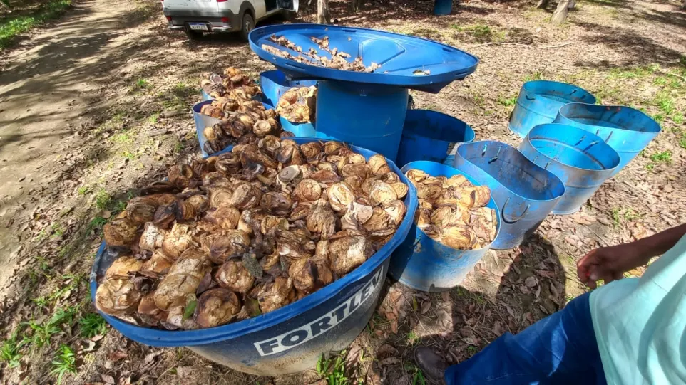 O Granulado Escuro Brasileiro é um composto feito da borracha retirada do látex da seringueira e é utilizado na produção de pneus