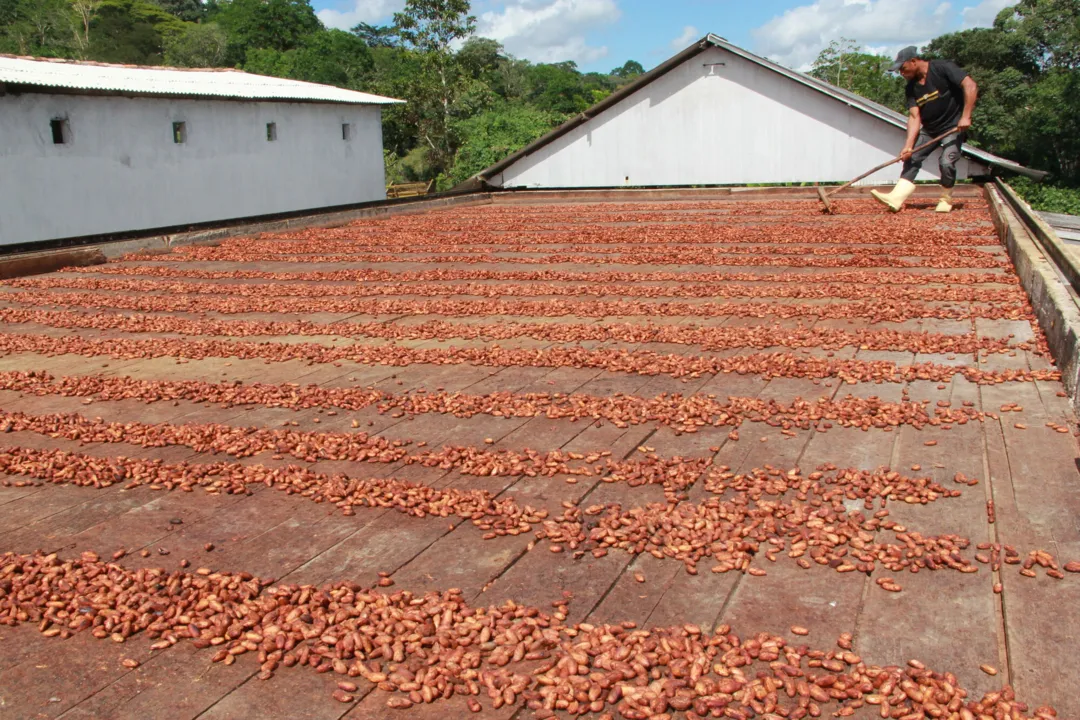 A Bahia se destaca em diversos cultivos agrícolas, inclusive o de cacau, no Sul 
do estado