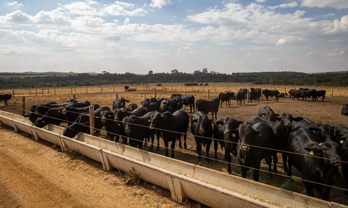 Brasil atinge recorde no número de cabeças de gado