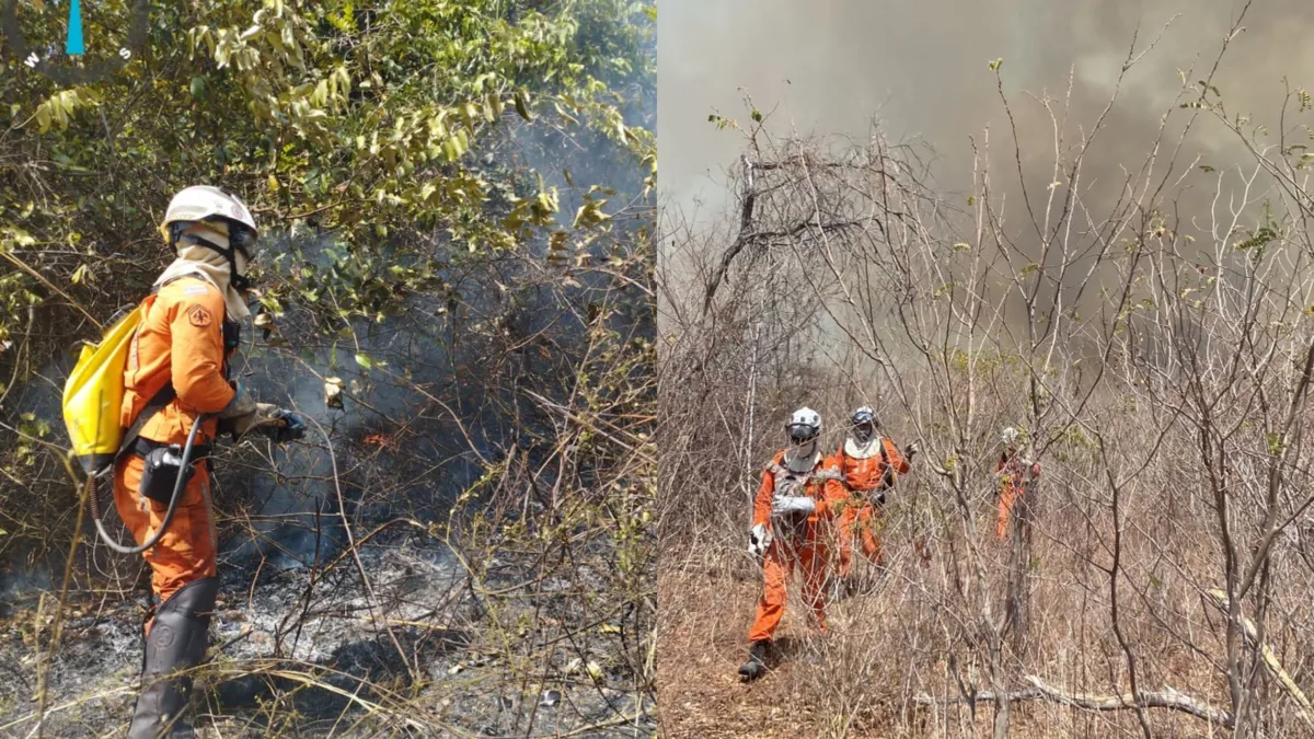 As regiões mais afetadas são o Extremo Oeste Baiano, Vale São-Franciscano da Bahia, Centro Norte e Centro Sul Baiano