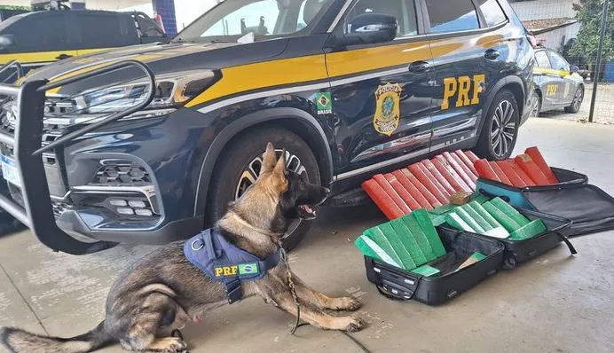 Imagem ilustrativa da imagem Cão farejador 'encontra' 50Kg de maconha em um ônibus de turismo