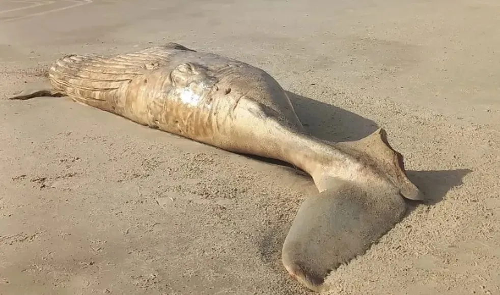 O animal foi encontrado em decomposição