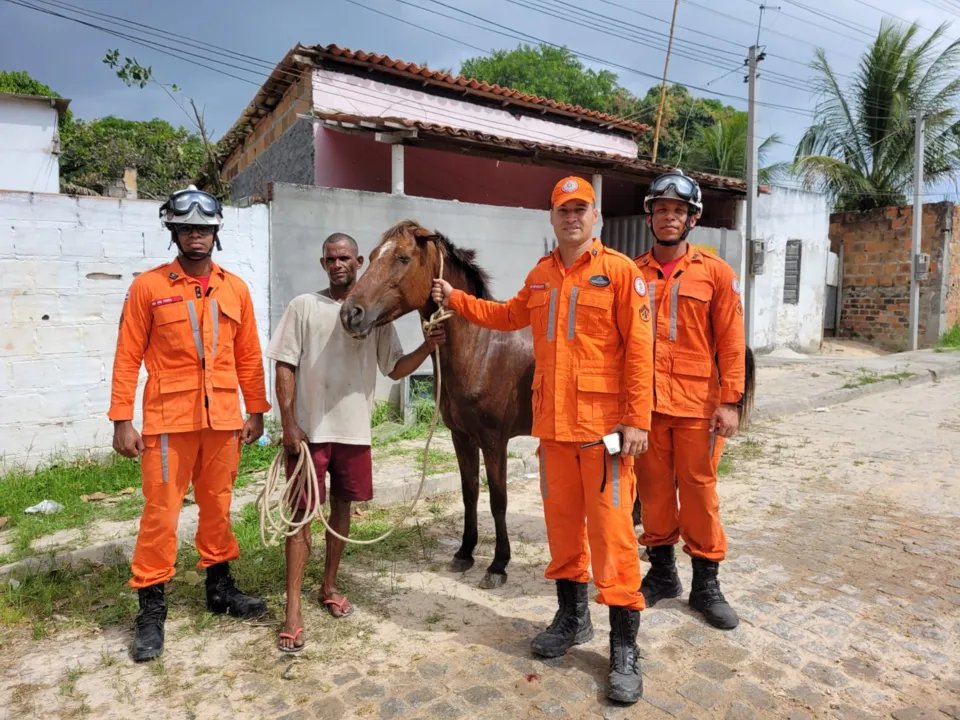 Animal foi resgatado pelo 10º Batalhão de Bombeiros Militar