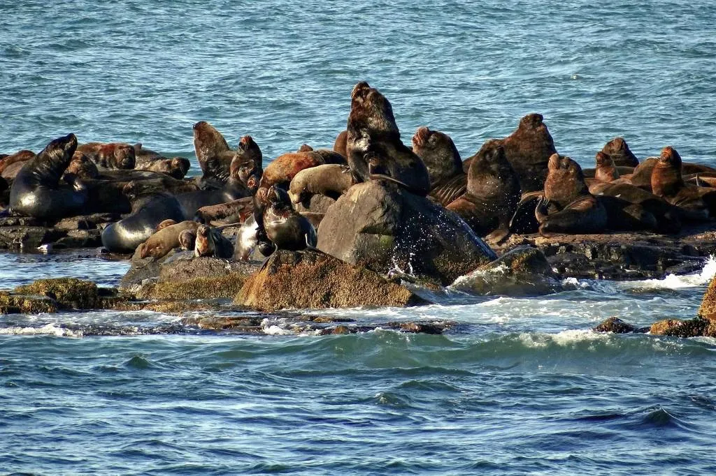 Lobos-marinhos no litoral do Rio Grande do Sul