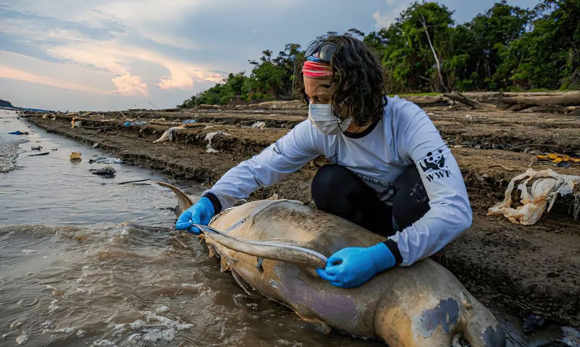 Imagem ilustrativa da imagem ICMBio vai apurar causas da morte de botos no Amazonas