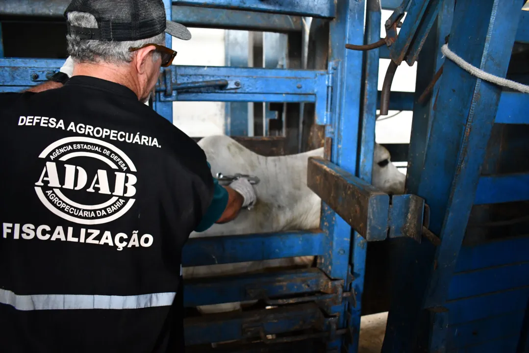 Segundo o governador, serão 40 vagas para agrônomos, 80 vagas para veterinários e 40 para técnicos em fiscalização