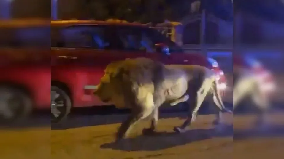 Imagem ilustrativa da imagem Leão foge de circo e deixa população trancada em casa com medo