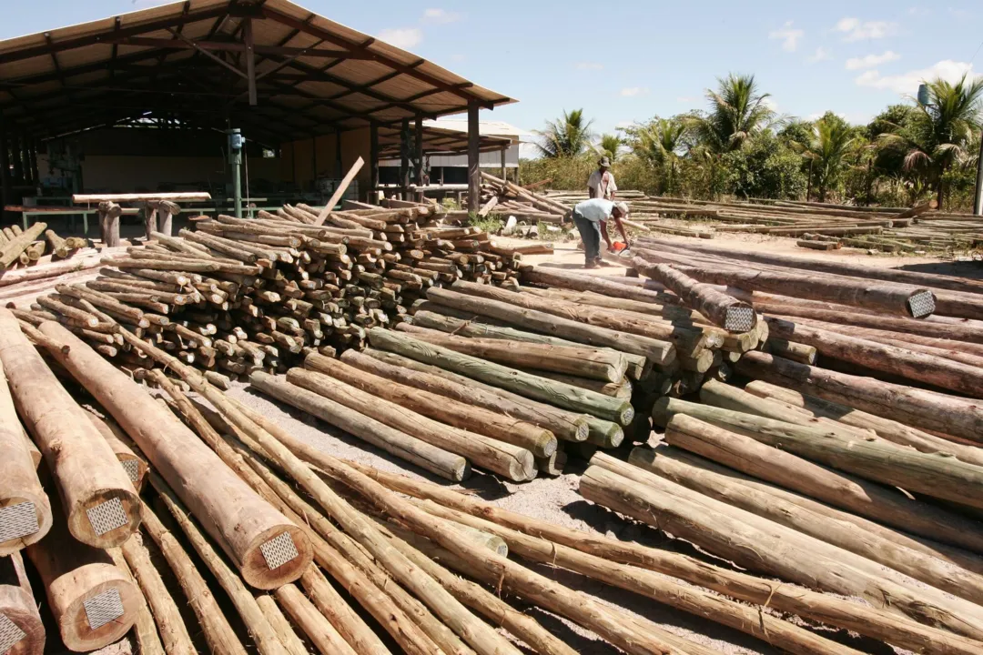 Tratamento de madeira de eucalipto no Polo Industrial de Teixeira de Freitas