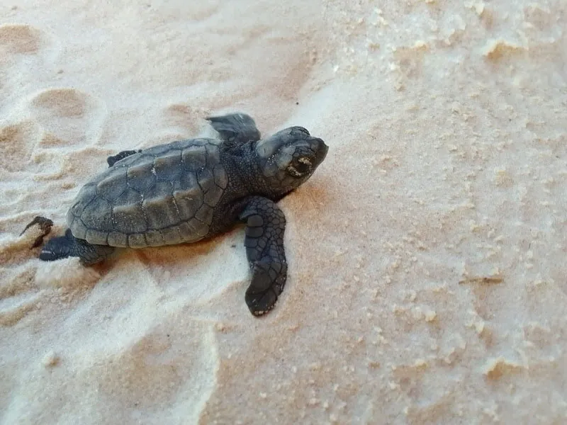 Programa monitora  tartarugas marinhas no sul baiano