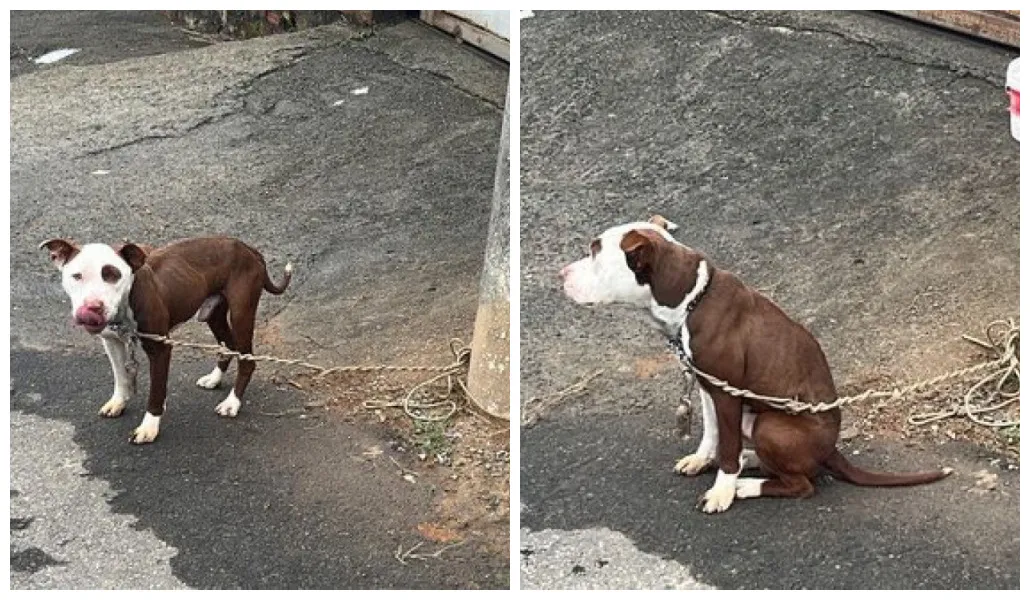 Pitbull foi amarrado emposte por uma mulher